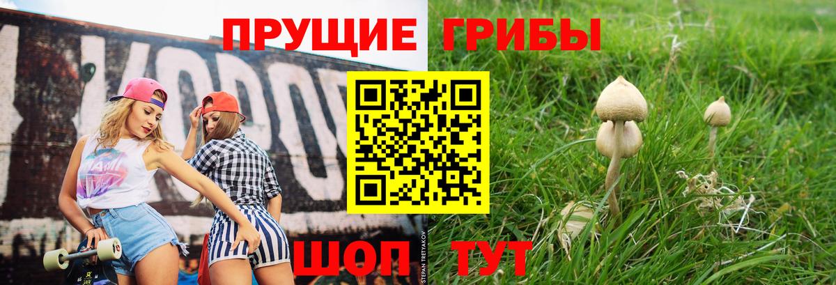 Шелехов  Псилоцибиновые грибы Cubensis  хочу наркоту  Вход с VPN 